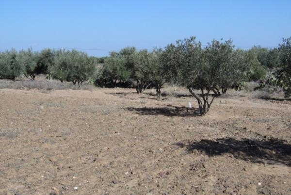 Terrain de 4 Hectares